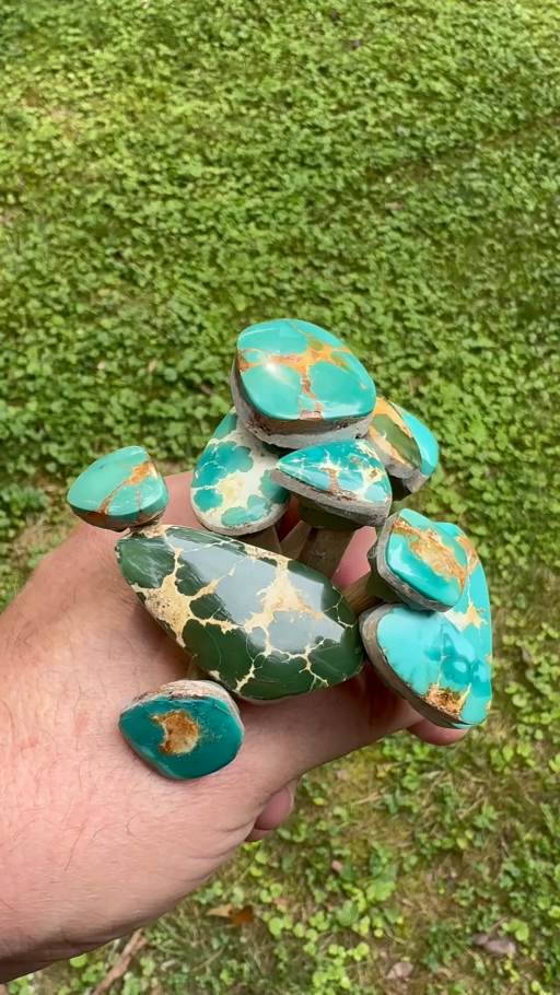 Shaped and polished turquoise cabochons still attached to their dop sticks